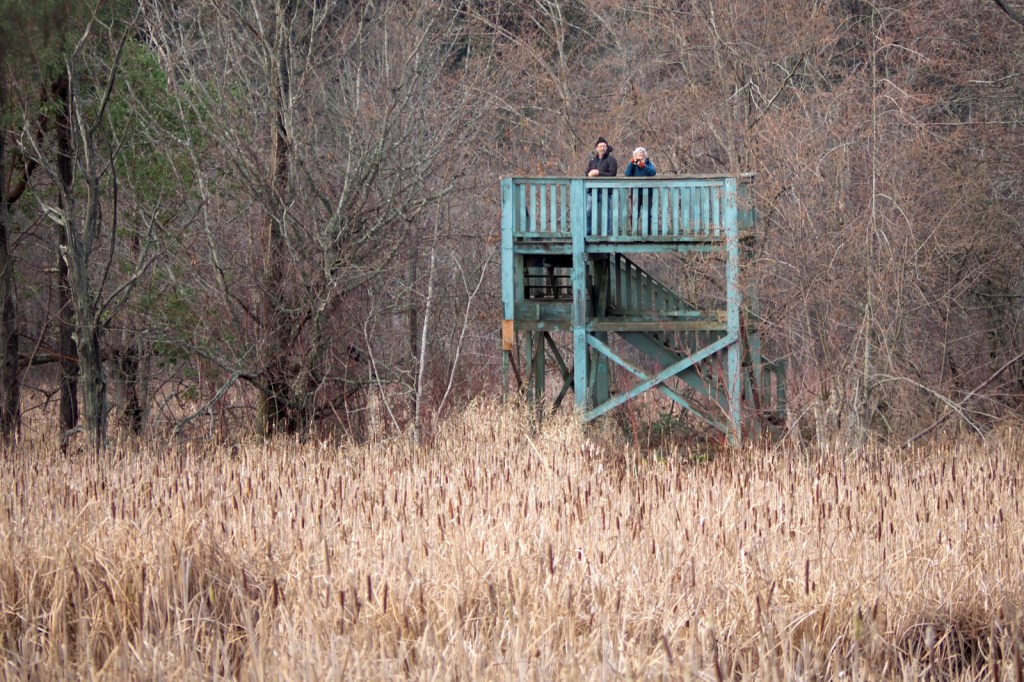 A wildlife viewing tower at Buttertubs Marsh will be rebuilt and renamed after well-known Nanaimo conservationist Bill Merilees. (Chris Bush/News Bulletin)
