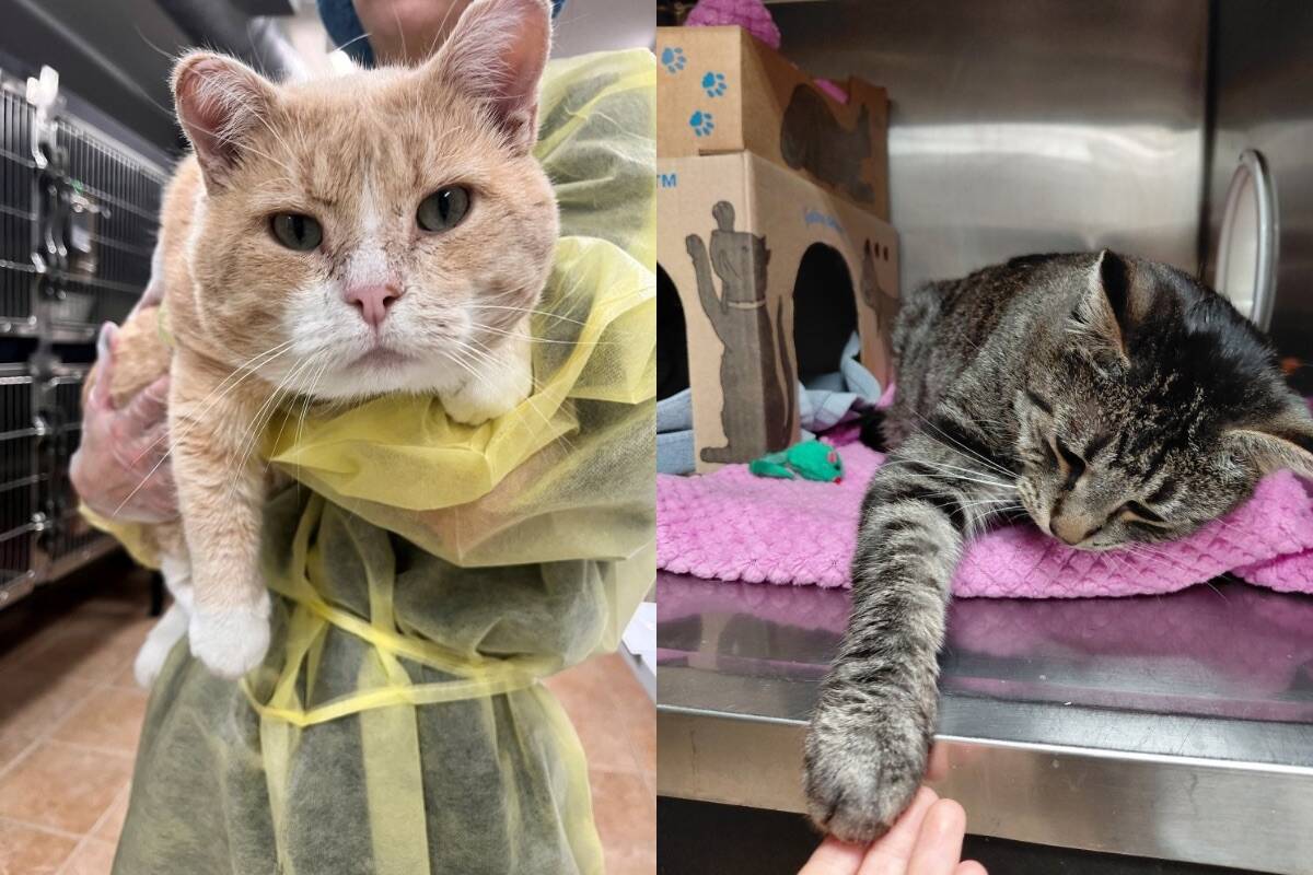 Senior couple travelling with 21 cats, surrenders felines to Kelowna BC SPCA