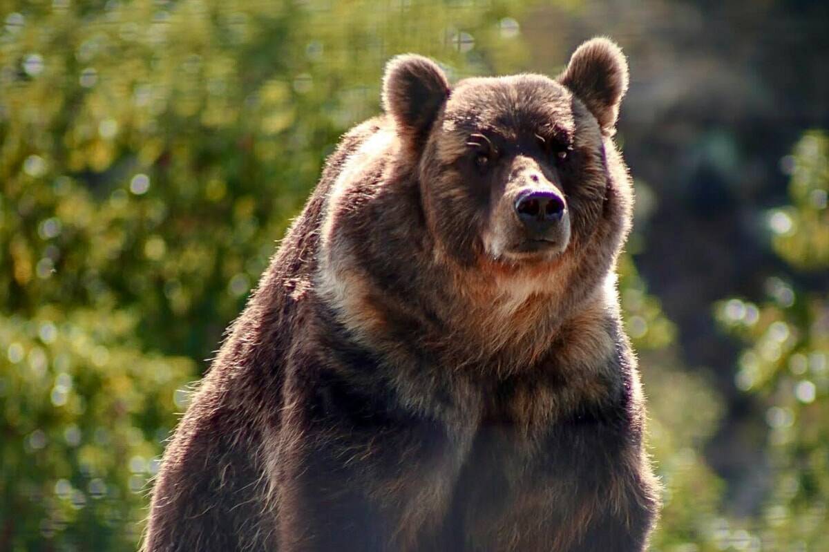 1 Grizzly bear captured in Bella Coola as authorities track others