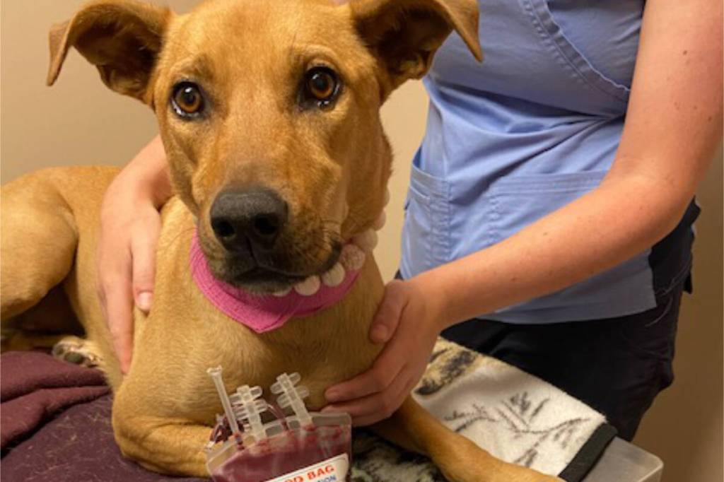 Heroes with fur: Goodest boys and girls urged to donate to B.C. pet blood bank