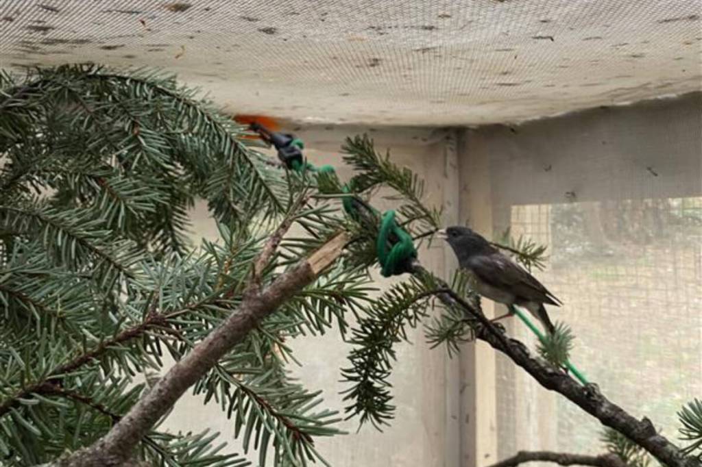 Outdoor cat’s prey becomes 2,000th patient at Vancouver Island wildlife centre