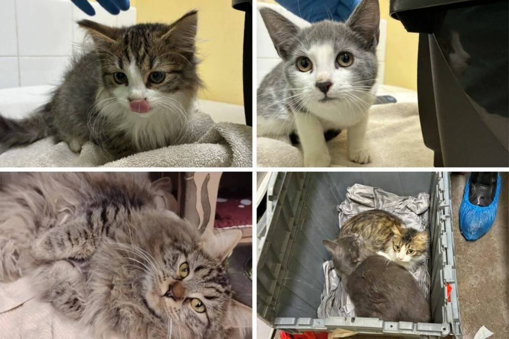 More than 30 cats left in taped-up containers outside BC SPCA animal centre