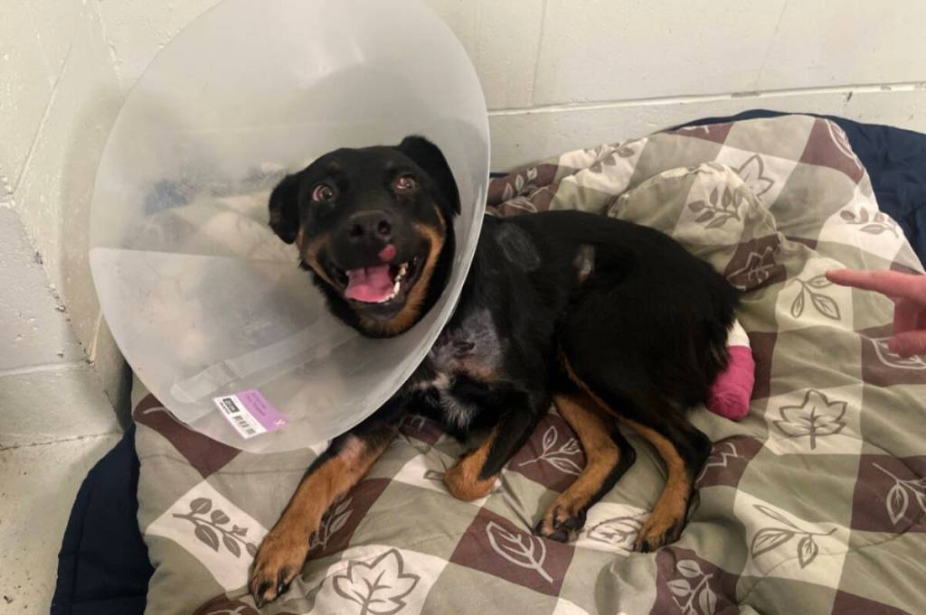 Dog recovering in Kamloops after being hit by ‘slow-moving’ train