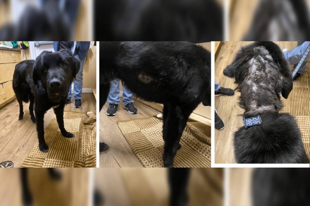 SPCA seeking information about abandoned, injured dog in Port Alberni