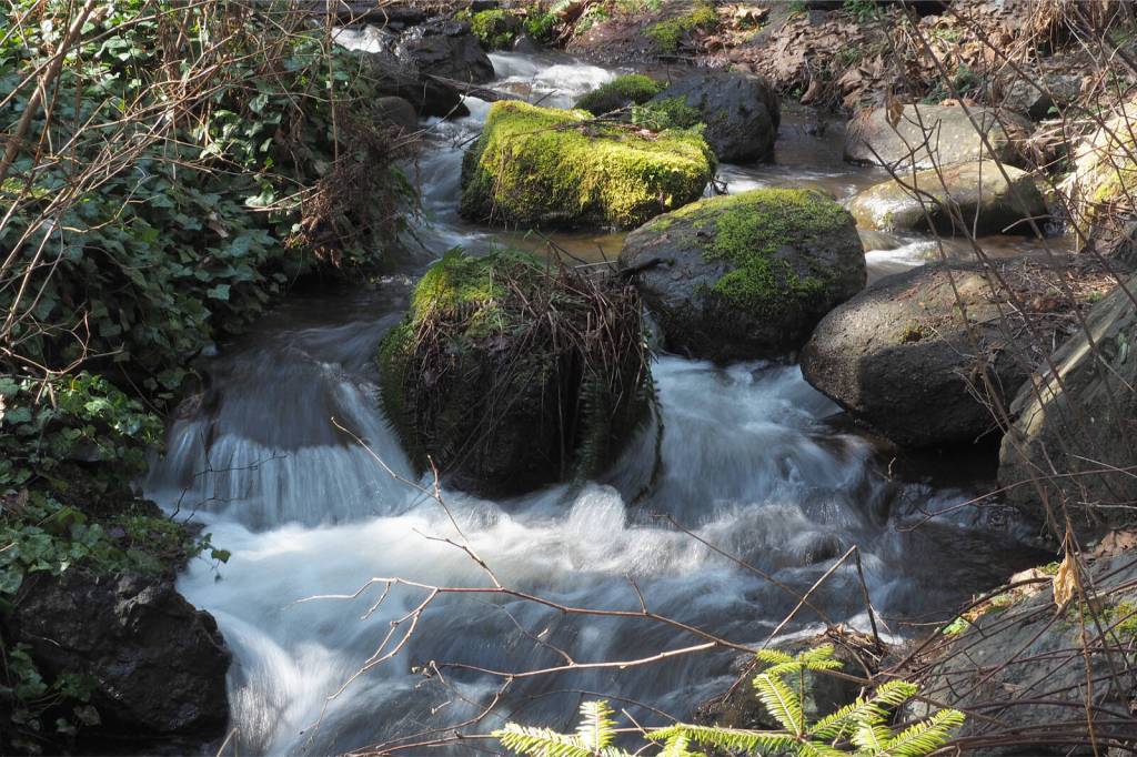 City of Nanaimo accepting applications for environmental project grants