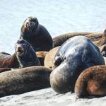 Sea lions keep an eye on the people watching and taking their photos. (Michael Briones photo)
