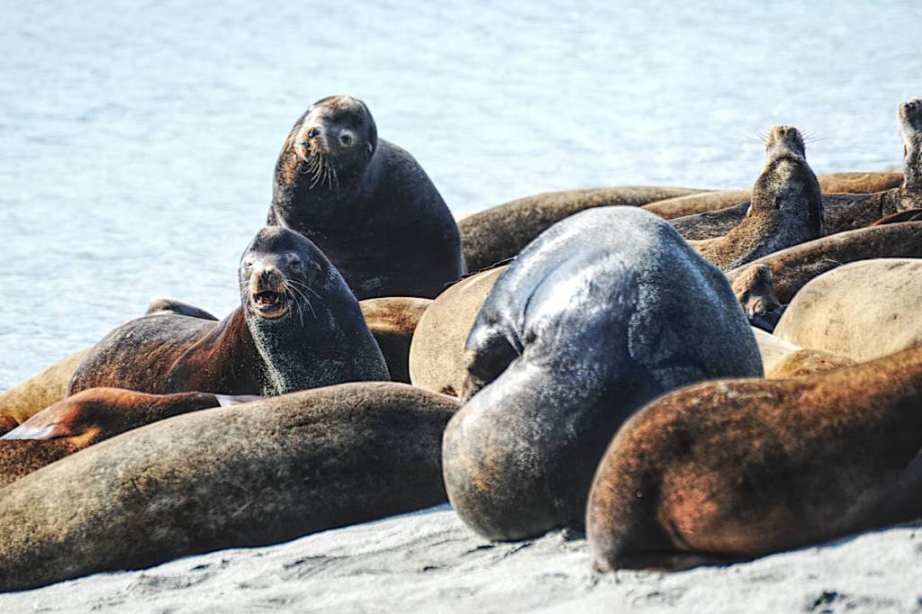 Sea lions keep an eye on the people watching and taking their photos. (Michael Briones photo)