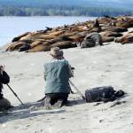 Shutterbugs take the opportunity to capture the sea lions on Mapleground Point in Deep Bay. (Michael Briones photo)