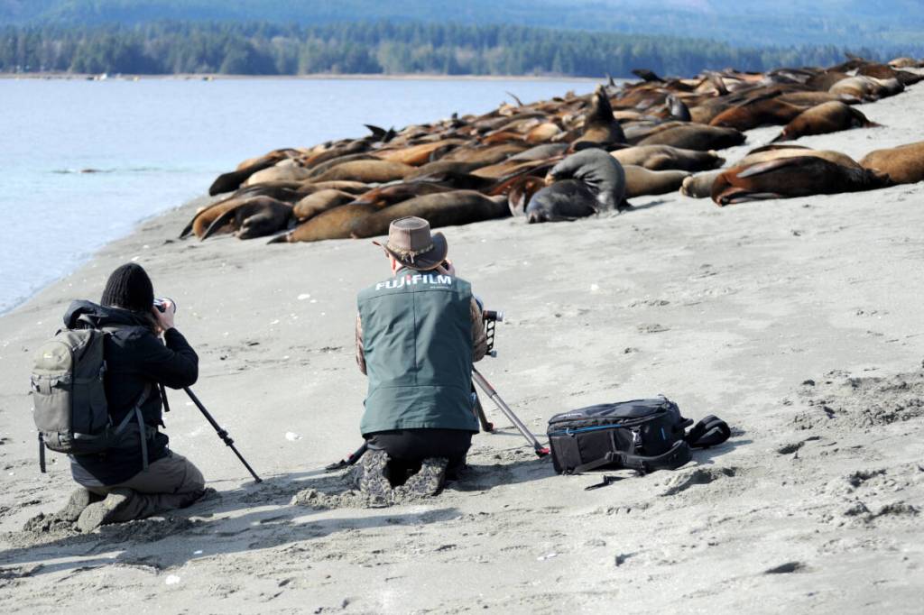 Shutterbugs take the opportunity to capture the sea lions on Mapleground Point in Deep Bay. (Michael Briones photo)