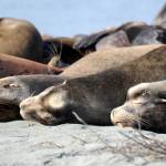 Despite the droves of people coming out to see them, these sea lions find t heir presence to be a yawner. (Michael Briones photo)