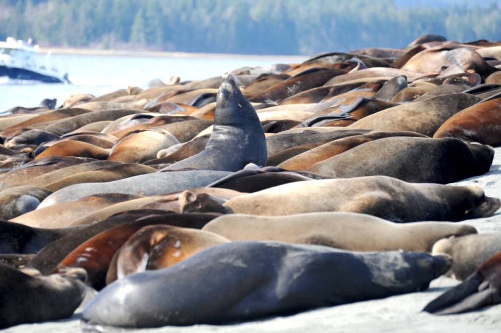 One seal lion wasn&rsquo;t able to rest his weary head on the sand as it was already fully occupied. (Michael Briones photo)